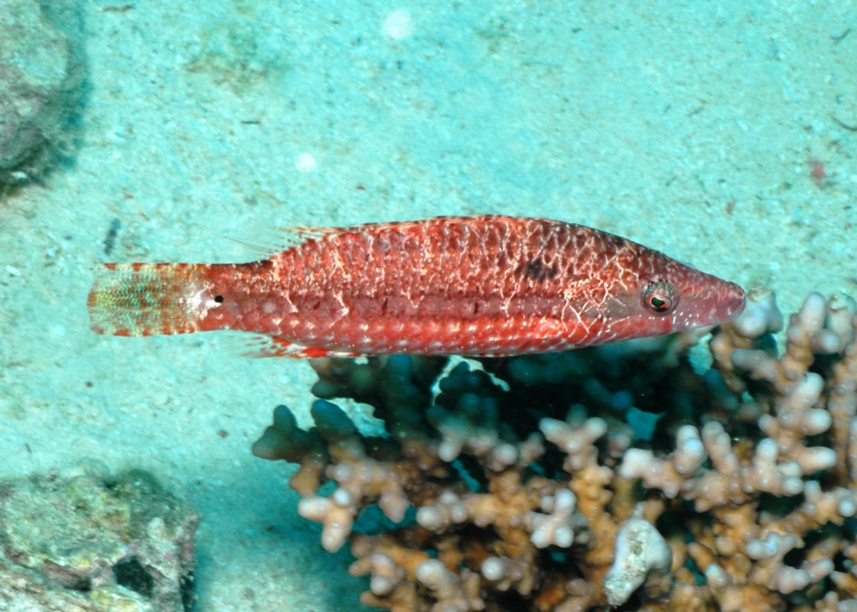 Cheilinus mentalis